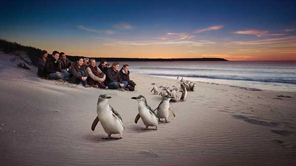 رژه پنگوئن ها در جزیره فیلیپ ملبورن استرالیا