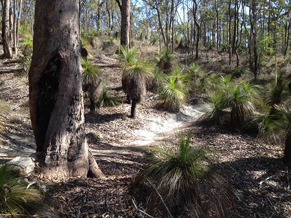 پوشش گیاهی جنگل توهی استرالیا