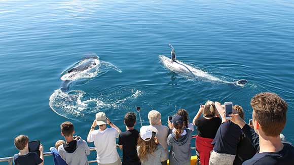 نهنگ شهر هاروی‌بی استرالیا