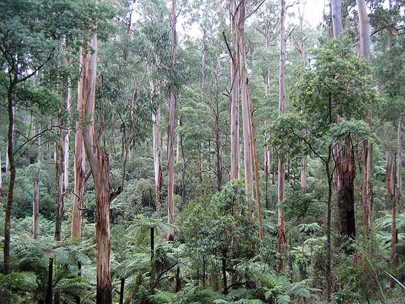 جنگل شربروک ملبورن استرالیا